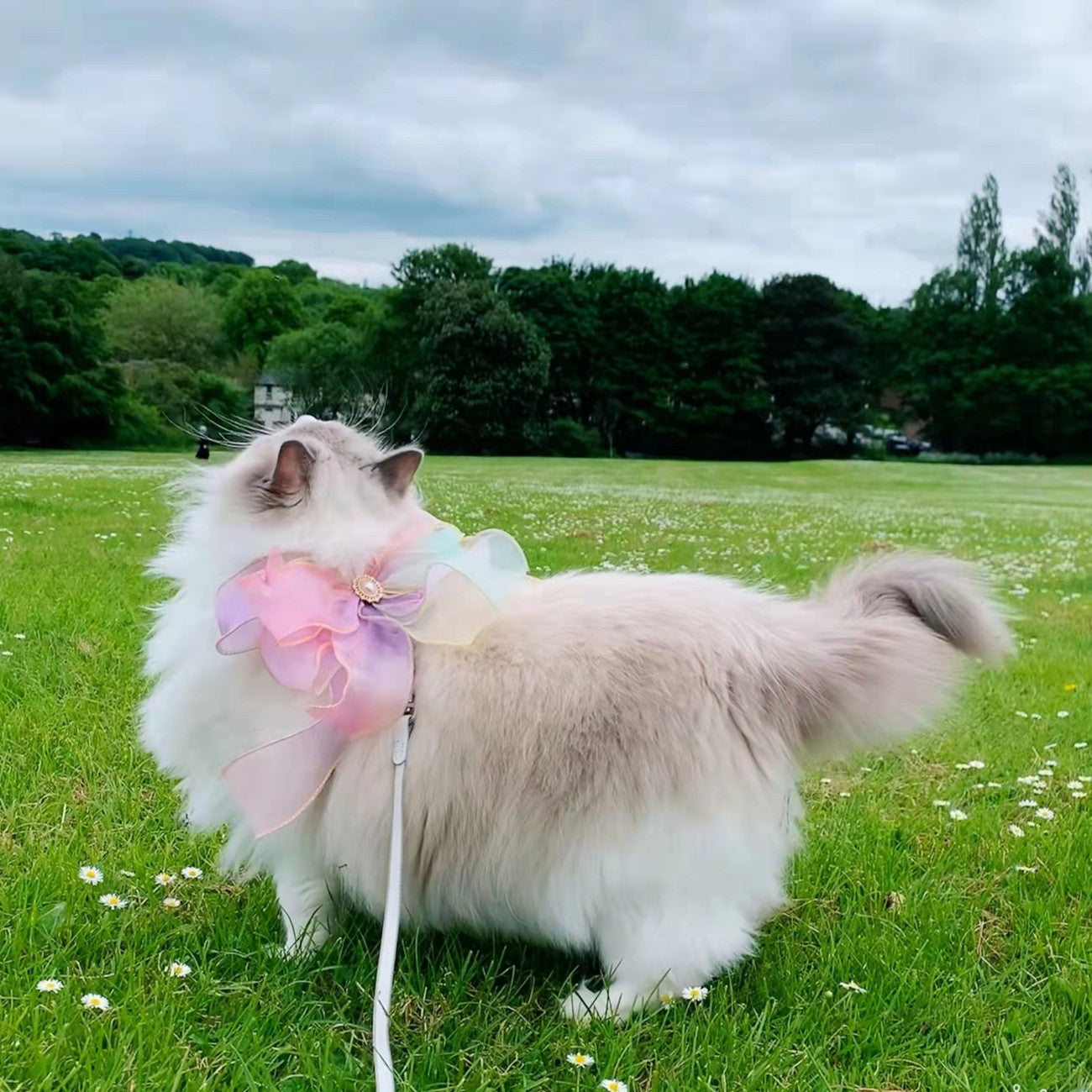 Unleash Adventure with the Butterfly Retractable Pet Leash